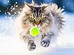 Snow_Cat_Chasing_Ball.jpg