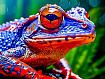 Blue_Red_Frog.jpg