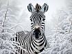 Zebra_in_Snow_Trees.jpg