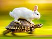 Rabbit_Riding_Tortoise.jpg