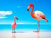 Flamingos_on_Beach.jpg
