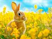 Rabbit_Yellow_Flowers.jpg