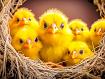 Spring_Chicks_Nest.jpg