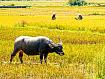 Buffalo_in_Rice_01094.jpg