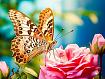 Butterfly_variega_on_pink_rose.jpg