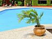 Plant_by_Pool_0262.jpg