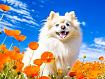 Pomeranian_in_Poppies.jpg