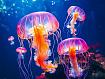 Glowing_Jellyfish.jpg