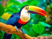 Tropical_Toucan.jpg