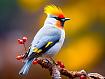 Waxwing_Bird.jpg