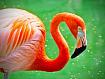 Flamingo_S_5264.jpg