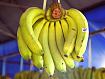 Banana_Bunch_9153.jpg