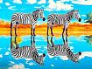 Zebra_Pair_Reflection.jpg