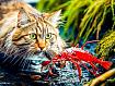 Cat_Hunting_Prawn.jpg