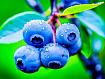 Blueberries_on_Bush.jpg