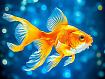 Goldfish_in_Aquarium.jpg