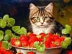 Cat_and_Strawberries.jpg