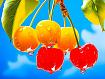 Cherries_Red_Yellow.jpg