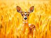 small_deer_in_wheat.jpg