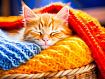 Kitten_Sleeping_in_Wool.jpg