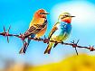 Birds_on_Barbed_Wire.jpg