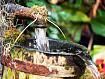 Pump_Bucket_Water_5259.jpg