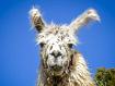 Llama_Bad_Hair_Day_1305.jpg