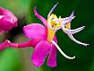 Medinilla_Magnifica_7569.jpg
