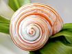 Shell_Spiral_4934.jpg