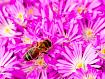 Bee_on_Purple_Flowers_5539.jpg