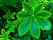 Green_Leaf_1004.jpg