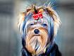 Dog_Red_Bow_5589.jpg