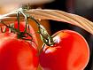 Tomato_Basket_4383 (1).jpg