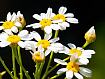 Tanacetum_Ferulaceum_8552.jpg