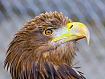 Eagle_Whitetailed_2828.jpg