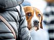 Dog_Lookback_5350.jpg