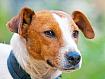 Jack_Russel_6058.jpg
