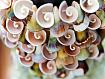 Shell_Loops_3273.jpg