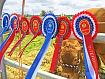 prize_ribbons_cow.jpg