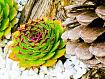 Cactus_Cone_1891.jpg