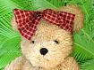 Teddy_Bear.jpg