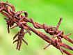 Barbed_Wire_3831.jpg