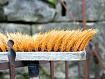 Brush (1).jpg