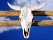 Cattle_skull_on_fence.jpg