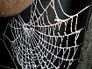 Spiders_Web.jpg
