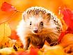 Hedgehog_in_Fall_Leaves.jpg