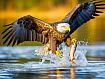 Eagle_Snathcing_Fish.jpg