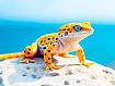 Leopard_Gecko_Basking.jpg