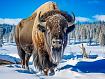Buffalo_in_YS_Winter.jpg