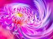 Spider_Chrysanthemum_Swirl.jpg